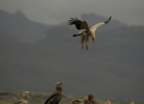 Bale Mountains Trekking  - 6 days