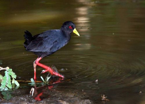 Birds of Ethiopia —12 days