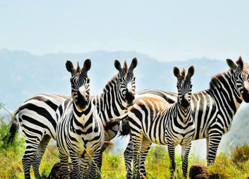 Wildlife and Tribes of Ethiopia — 13 DAYS